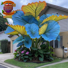 Elephant Ear Plants for Sale,Golden Jade Carving Feels Beautiful,Elephant Ear M