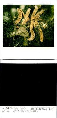 A close up of fox tails on a pine tree CA  Found Photo V3367