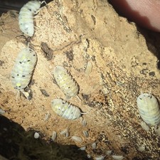 10 Magic Potion isopods  Free Priority Shipping 