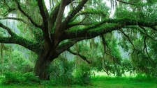Landscape nature trees plants leaves moss rainforest oak Custom Gaming Mat Desk