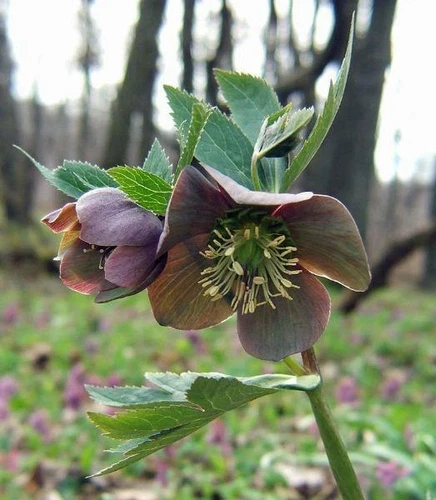 Helleborus purpurascens | Purple Hellebore | 5 Seeds