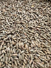 5 LBS Winter Rye Seed For Food Plot, Cover Crop, Deer, Wildlife, Garden