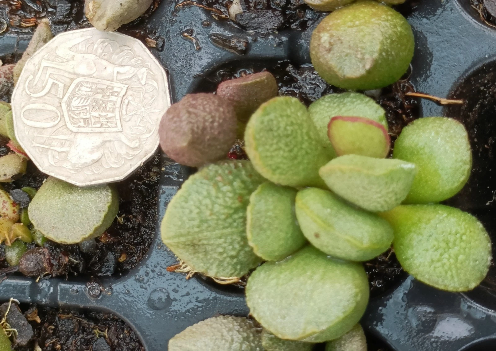 Adromischus marianae v. herrei alveolatus hybrid rare succulent plant
Opens in a new window or tab
