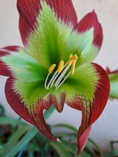 Hippeastrum papilio hyb. n16 x Mandonii - 7 seeds, Amaryllis