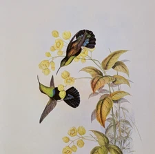 John Gould GREEN BREASTED CARIB Hummingbirds Vintage Art Print Bookplate 83