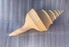 Seashell Syrinx Aruanus Australian Trumpet Sea Shell 14.5" Inches Approximately