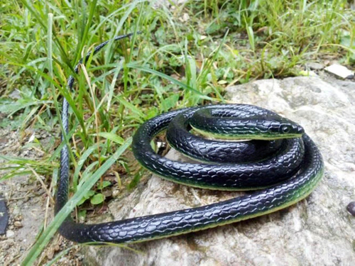 Brandon-Super Realistic Rubber Black Snake 52 Inch Long Scare Toy - Picture 6 of 12