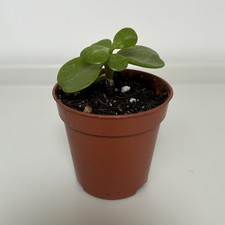 Money Tree House Plant Jade Chinese Succulent Crassula Ovata 5cm 