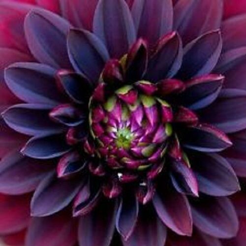 10+ Black Dahlia Flower Seeds / Long Lasting Annual - Afbeelding 1 van 2