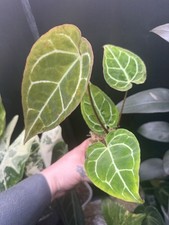 Anthurium Crystallinum Variegated Rare Established Plant - Cabinet Conditions