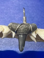 SHARK TOOTH PENDANT Fossilized 3/4 Inch Lower LEMON Shark Tooth 