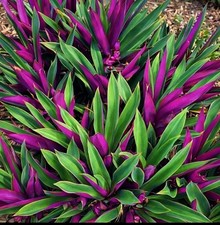 Mature Moses-in-the-Cradle Plant with Flowers (Tradescantia spathacea)  Tropical