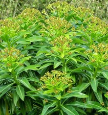 Euphorbia x pasteurii - 9cm pot - Free postage on orders of £15