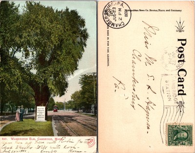 Washington Elm Cambridge Massachusetts MA Postcard