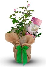 Fantastic at 60 Rose Bush - Gift Wrapped with Huge Bow - Celebrate A Birthday