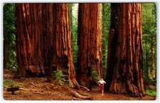 Senate Group Congress Grove Sequoia and Kings Canyon National Park Postcard