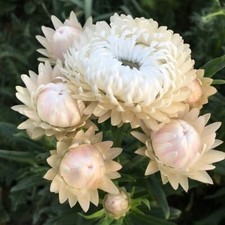 100 Strawflower Vintage White seeds