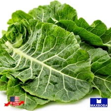 500 Portuguese Kale Seeds Non-GMO Heirloom BTGO 75% OFF