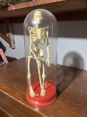 Miniature Human Skeleton Anatomical Model in Clear Display Dome with Red Base
