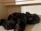 Vintage 1979 DAKIN Gorilla Plush — photo 8