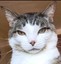 catsrbes-34
