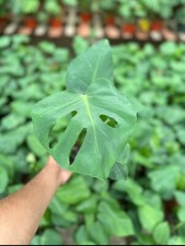 Monstera Deliciosa Tropical Split Leaf Plant in 4" inch Pot  Indoor and Outdoor