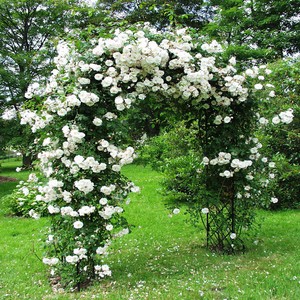 Détails Sur Blanc Rosier Grimpant Graines Fleur Jardin Plante Semis Achat 1 Obtenez 1 15 Off Afficher Le Titre Dorigine