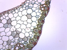 Monocot & Dicot Leaf - Prepared Microscope Slide - 75x25mm - Eisco Labs