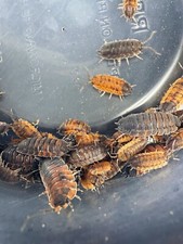 Porcellio Scaber  Lava  Isopods 20 Count LAG