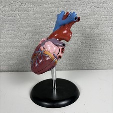 Human Heart Anatomical Model Medical Teaching Educational Display