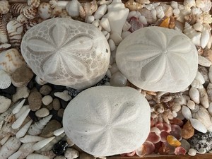 LARGE Bohemian Sea Biscuits 5” Lot of 3 Sand Dollar Seashell BeachDecor Tropical