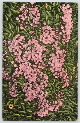 Mountain Laurel Asheville & Western North Carolina Postcard Nature