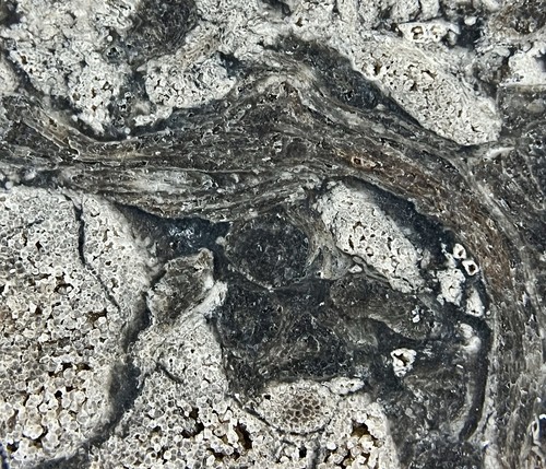 Stunning OSMUNDA fossil fern with ingrown tree root !! from Trimmelkam Austria - Picture 8 of 11