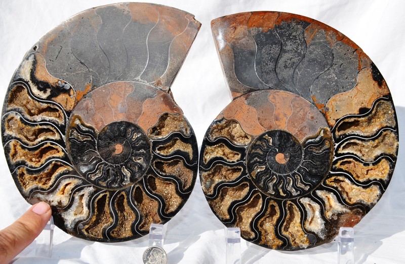 Large Black Ammonite Pair 185mm Deep Crystals XXXLARGE 7.3" 110myo n1357pp