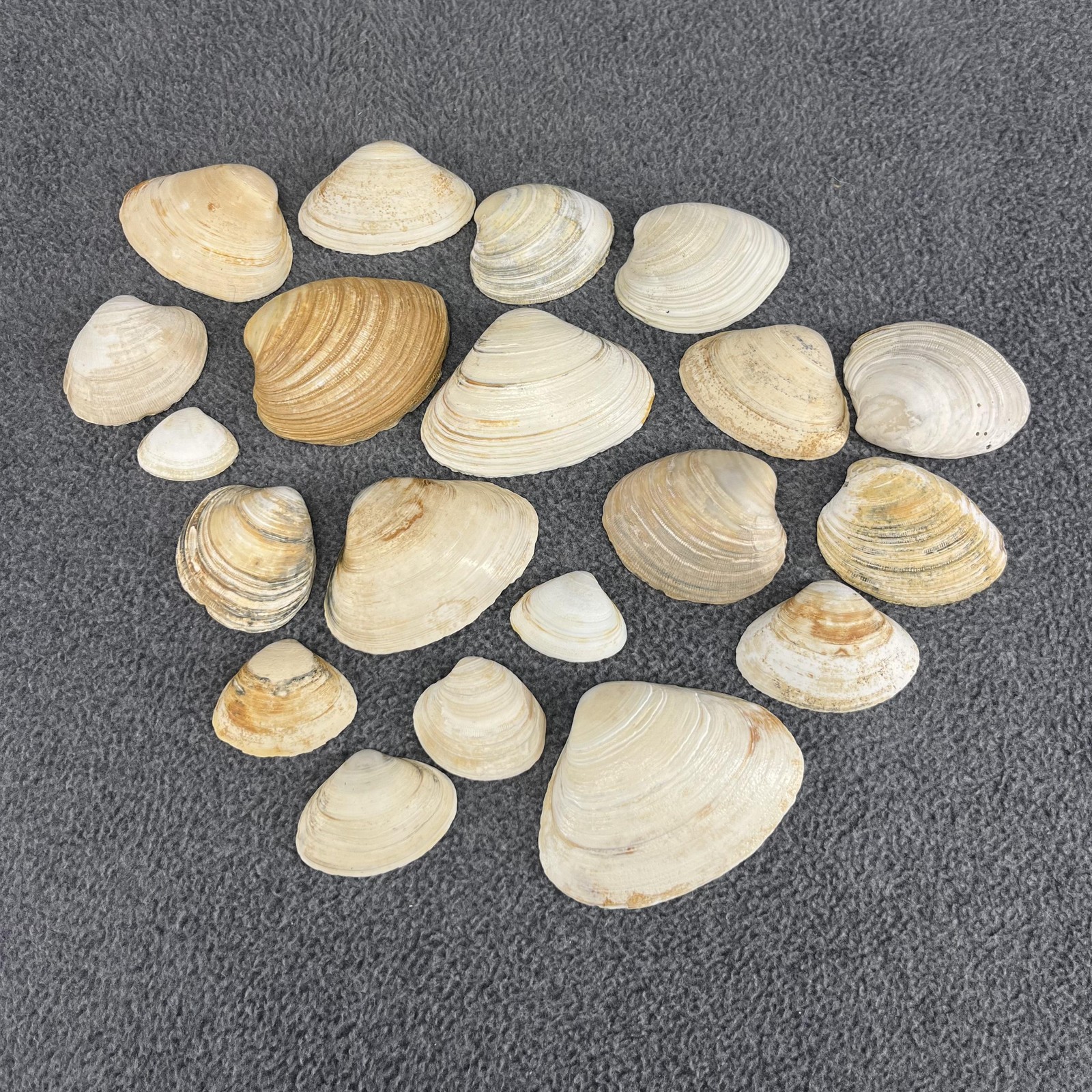 Lot of 20 Mixed Beach Clam Shells Natural Craft Decor Bulk Assorted Sizes 1-3"