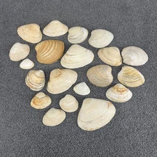 Lot of 20 Mixed Beach Clam Shells Natural Craft Decor Bulk Assorted Sizes 1-3"