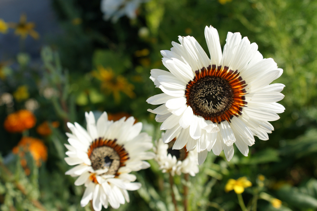 VENIDIUM CAPE DAISY ZULU PRINCE 600 FLOWER SEEDS eBay