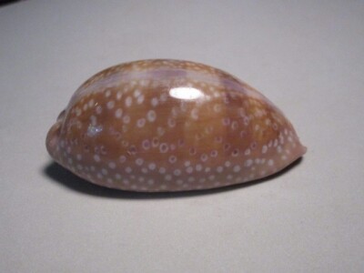 Cypraea cervinetta (Kiener, 1843) ''NICE SPOTS!'' (73.5mm)