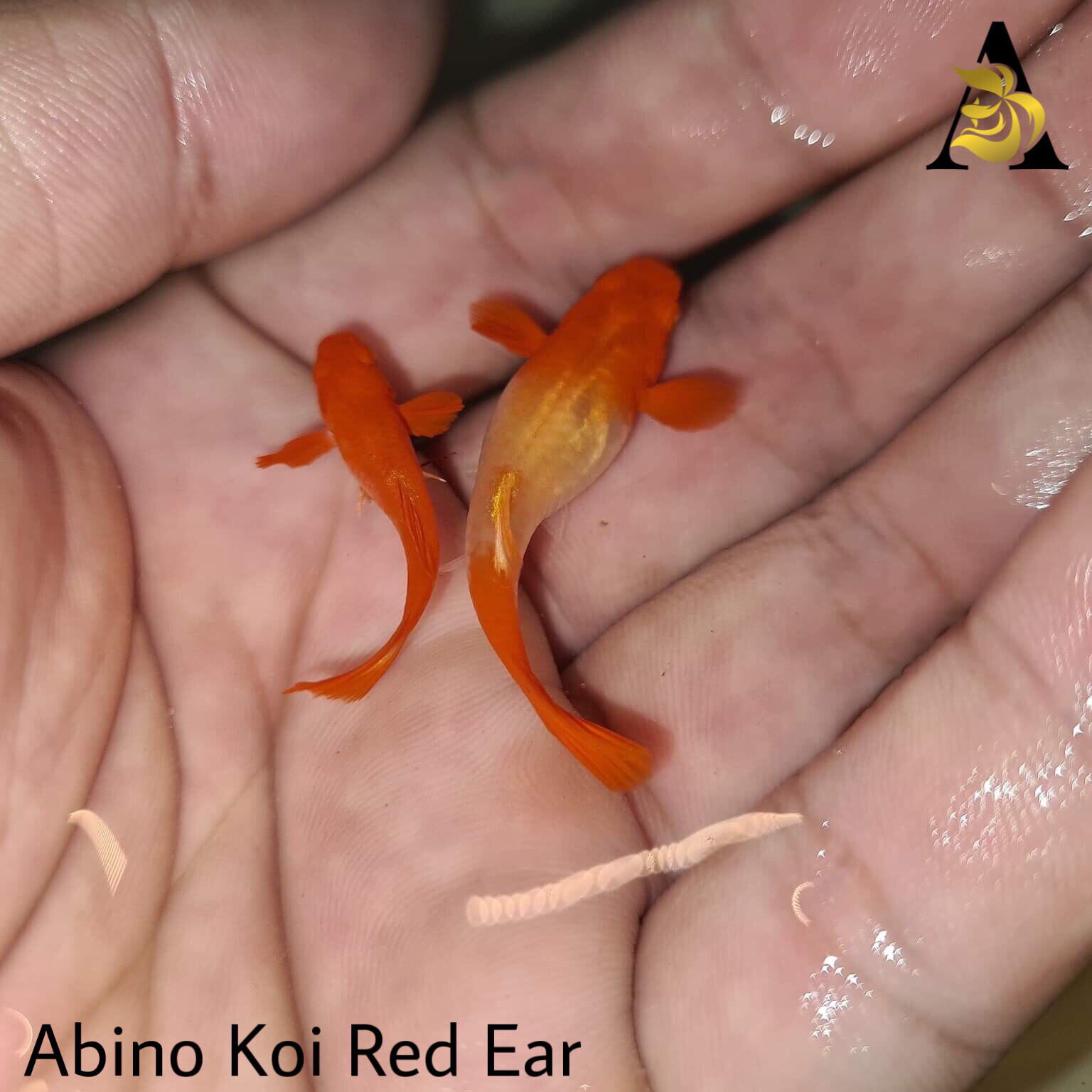 1 Male☆ ABINO KOI RED EAR- Live Aquarium Guppy Fish-  High Quality VIP