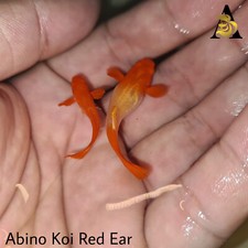 1 Male  ABINO KOI RED EAR- Live Aquarium Guppy Fish- High Quality VIP