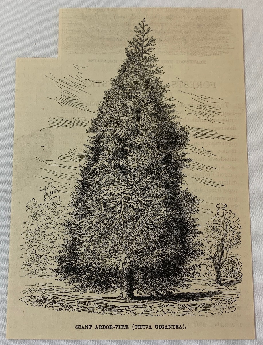 1886 magazine engraving ~ GIANT ARBOR-VITAE (THUJA GIGANTEA) | eBay