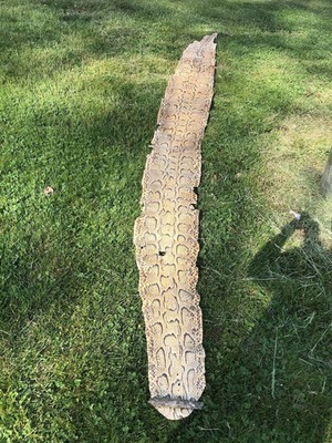 Huge Real Burmese Python Snake Skin Tanned Hide Leather Real Oddities Wildlife