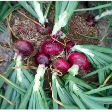 ONION Cebolla Roja Gigante Seeds. Giant sweet, mild red, ODOURLESS variety