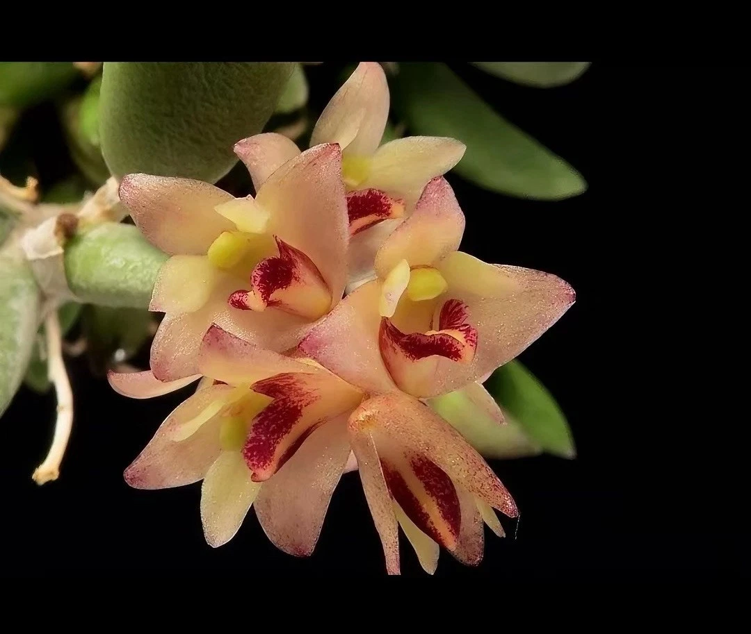 Dendrobium rigidum R.Br Rare Species Orchid Australia Established Plant
Opens in a new window or tab
