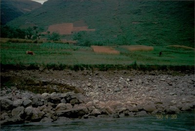 Vintage Found Photo Asian Farm with Cow in foreground