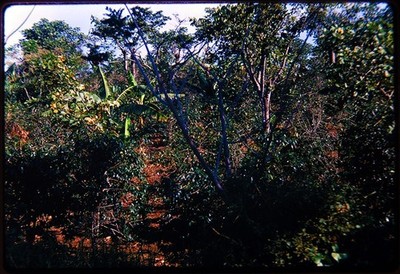 3x 35mm Foto Dias Costa Rica Kaffeeplantage Tropical Farm Bananenbäume
