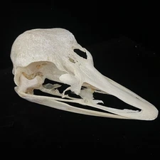 Real Ostrich Skulls Animal Bones Specimens Animal Taxidermy DIY Special Gift