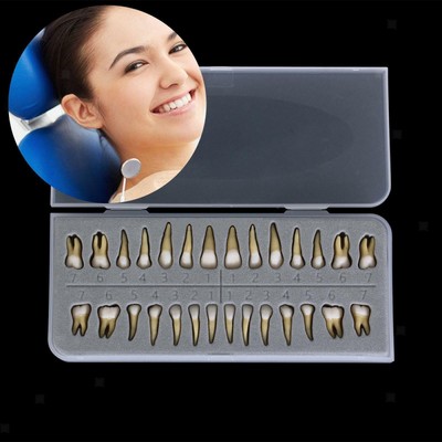 28 Pcs Dental 1:1 Permanent Teeth Demonstration Teach Study Model
