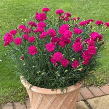 2 x Dianthus Oscar 'Neon Pink' -  Carnation Garden