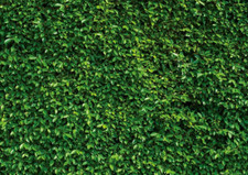 SJOLOON Green Leaves Backdrop Greenery Backdrop Natural Green Lawn Party Photogr